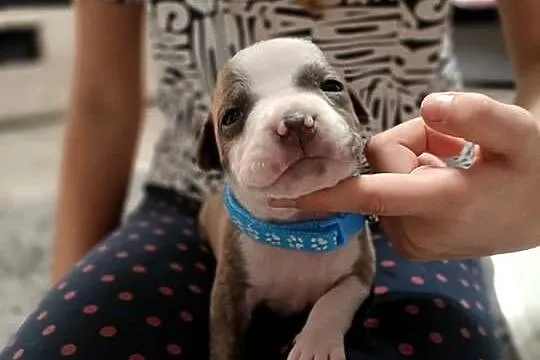 Szczenięta amstaff - rodowód, Mazowieckie, Wyszków
