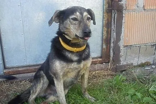 Adoptuj Jadzię, a otrzymasz Kapcia w zestawie,  do