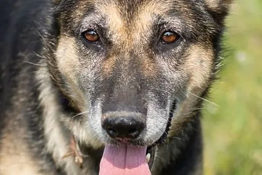 Cudowna sunia w typie owczarka szuka kochającego domku, , Wrocław