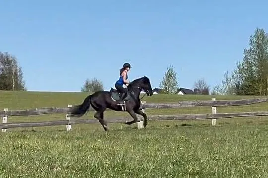 Klacz fryzyjska