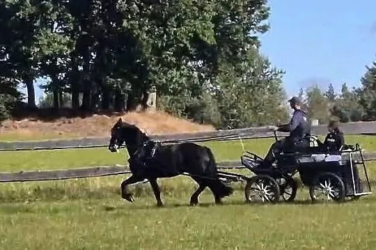 Klacz fryzyjska, Pomorskie, Bytów