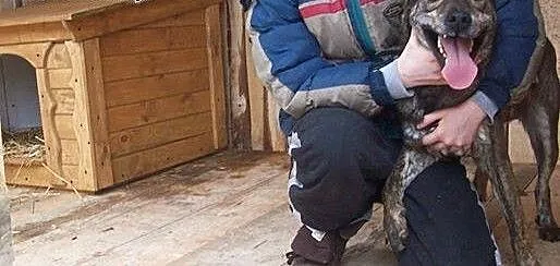 Wesoły, młody pies do adopcji !, łódzkie Tomaszów