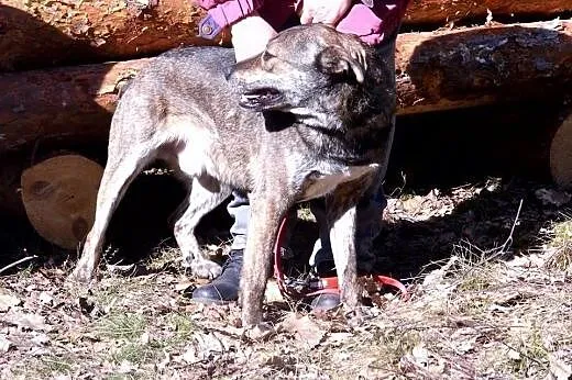 Wesoły, młody pies do adopcji !,  łódzkie Tomaszów