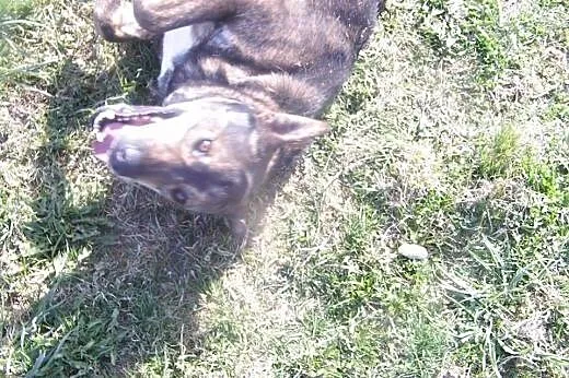 Wesoły, młody pies do adopcji !,  łódzkie Tomaszów