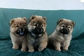 Wzorcowe Chow Chow doskonała budowa rodzice FCI