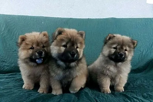 Wzorcowe Chow Chow doskonała budowa rodzice FCI