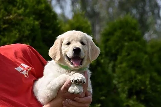 Szczenięta golden retriver ZKWP FCI