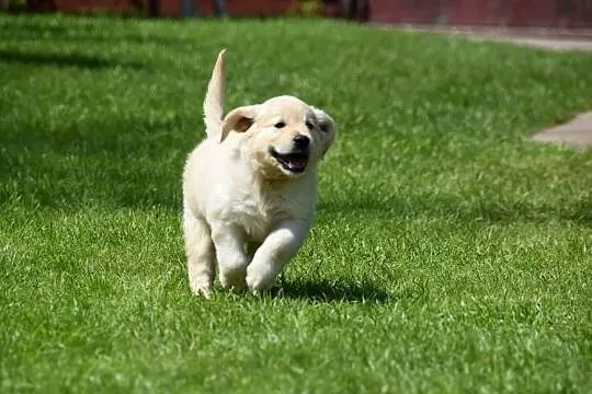 Szczenięta golden retriver ZKWP FCI, Mazowieckie, Łochów