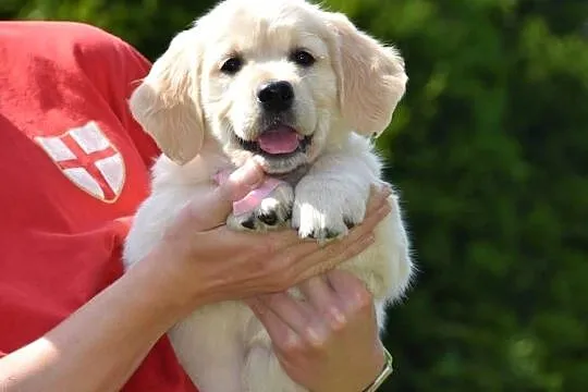 Szczenięta golden retriver ZKWP FCI, Mazowieckie, Łochów