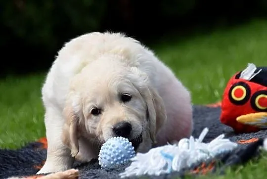 Szczenięta golden retriver ZKWP FCI, Mazowieckie, Łochów