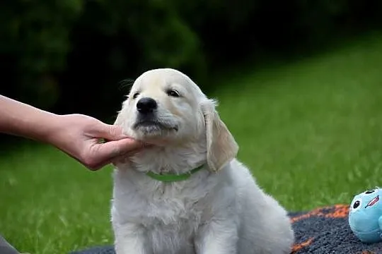 Szczenięta golden retriver ZKWP FCI, Mazowieckie, Łochów