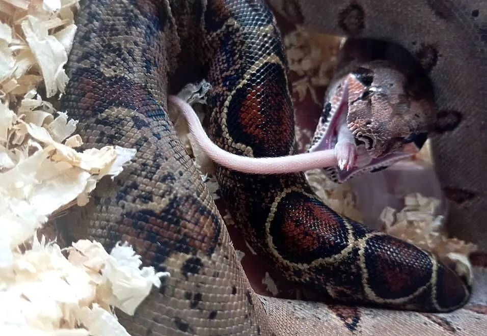 Boa constrictor, Śląskie, Bielsko-Biała