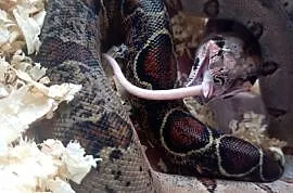 Boa constrictor