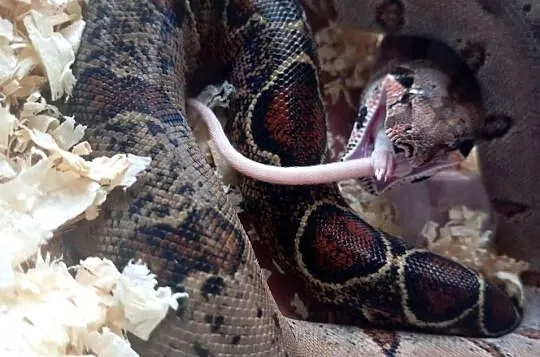 Boa constrictor, Śląskie, Bielsko-Biała