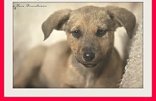 3mies. szczeniak,suczka średnia LILIJKA do adopcji
