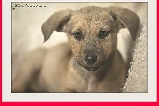 3mies. szczeniak,suczka średnia LILIJKA do adopcji