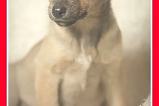 3mies. szczeniak,suczka średnia LILIJKA do adopcji