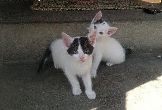 Kotki do adopcji - 8 tygodni, małopolskie Tarnów