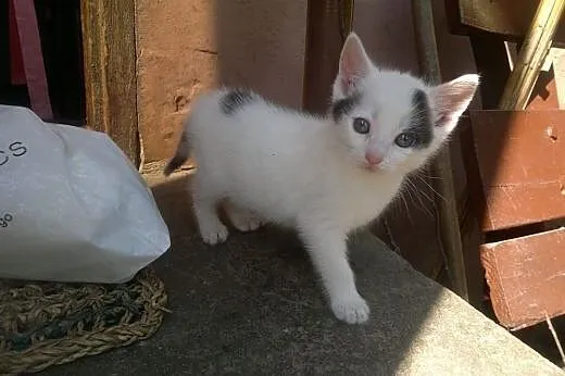 Kotki do adopcji - 8 tygodni,  małopolskie Tarnów