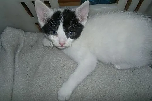 Kotki do adopcji - 8 tygodni,  małopolskie Tarnów