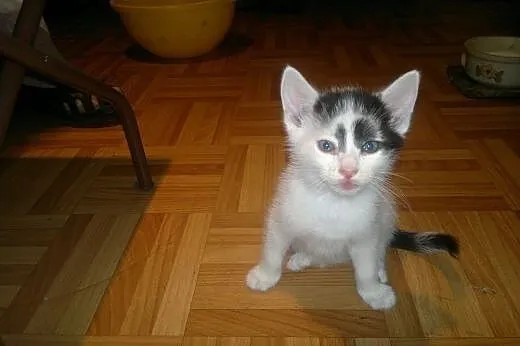 Kotki do adopcji - 8 tygodni,  małopolskie Tarnów