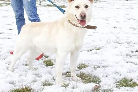 FENDER - łagodny, piękny, młody psiak - Twój przyjaciel wygląda tak!,  mazowieckie Warszawa
