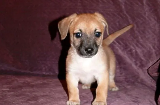 Maleńki 7 tyg. Grzesio do adopcji!, Warszawa