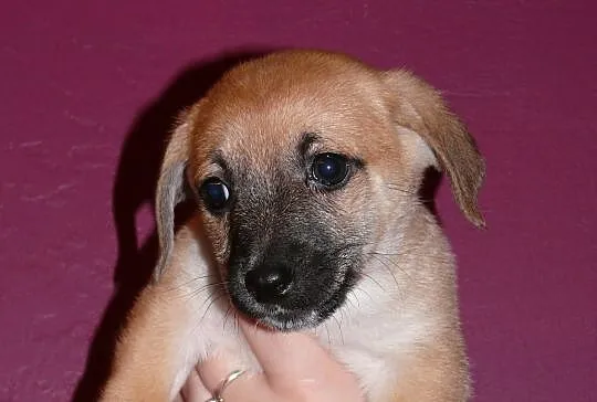 Maleńki 7 tyg. Grzesio do adopcji!, Warszawa, Mazowieckie, Warszawa