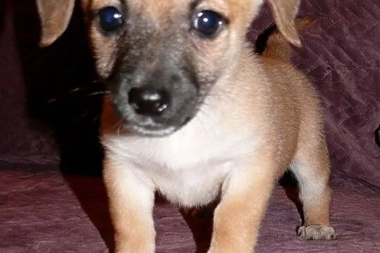 Maleńki 7 tyg. Grzesio do adopcji!, Warszawa, Mazowieckie, Warszawa