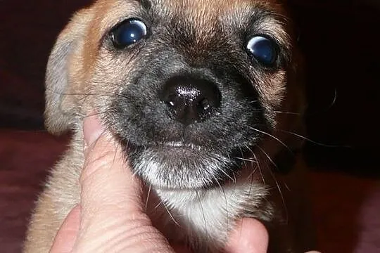 Maleńki 7 tyg. Grzesio do adopcji!, Warszawa, Mazowieckie, Warszawa