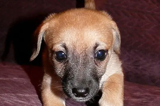 Maleńki 7 tyg. Grzesio do adopcji!, Warszawa, Mazowieckie, Warszawa