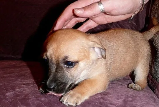 Maleńki 7 tyg. Grzesio do adopcji!, Warszawa, Mazowieckie, Warszawa