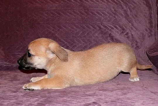 Maleńki 7 tyg. Grzesio do adopcji!, Warszawa, Mazowieckie, Warszawa