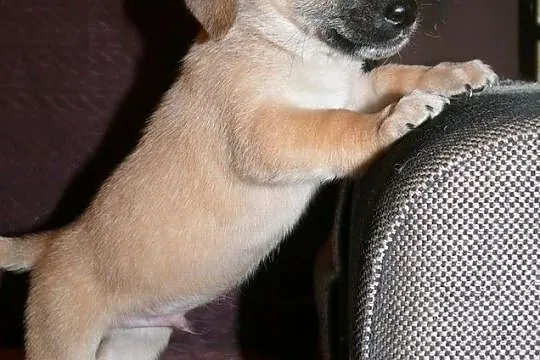Maleńki 7 tyg. Grzesio do adopcji!, Warszawa, Mazowieckie, Warszawa