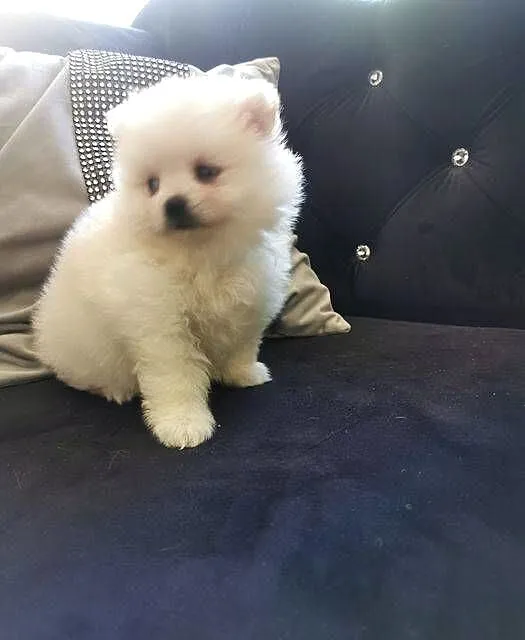 Pomeranian - Suczka do rezerwacji, Dolnośląskie, Bolesławiec