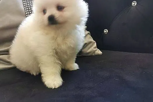 Pomeranian - Suczka do rezerwacji, Dolnośląskie, Bolesławiec