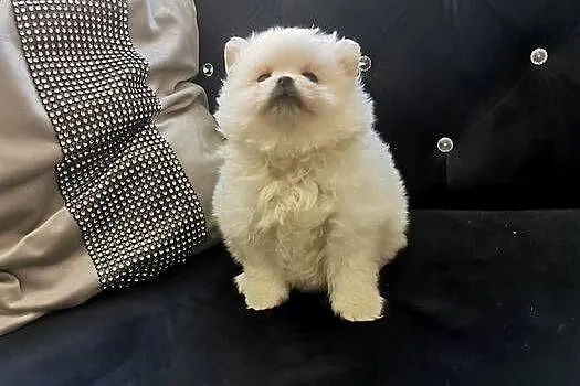 Pomeranian - Suczka do rezerwacji, Dolnośląskie, Bolesławiec