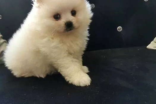 Pomeranian - Suczka do rezerwacji, Dolnośląskie, Bolesławiec