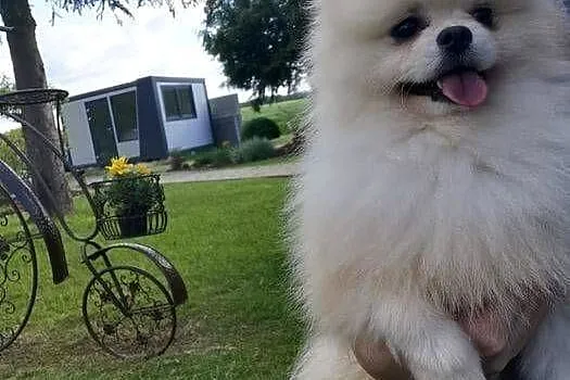 Pomeranian - Suczka do rezerwacji, Dolnośląskie, Bolesławiec