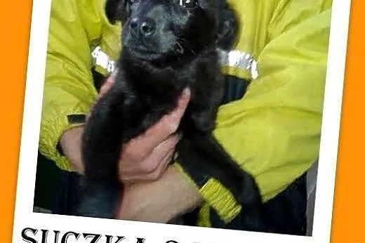 3 mies. szczeniak,suczka CZARNA MI,średnia docelowo.ADOPCJA,  dolnośląskie Wrocław