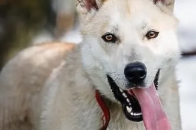 Przepiękny i młody przystojniak Anakin do adopcji!