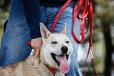Przepiękny i młody przystojniak Anakin do adopcji!