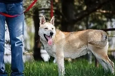 Przepiękny i młody przystojniak Anakin do adopcji!
