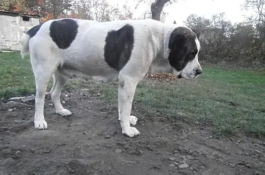 Owczarek środkowoazjatycki