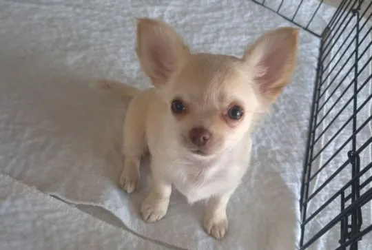 Chihuahua FCI z kameralnej domowej hodowli Z domu Rosa, samiec długowłosy, , Łomianki