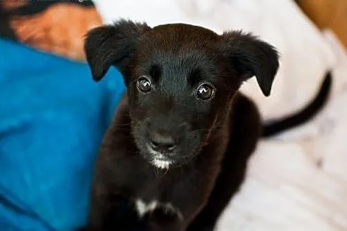 2-miesięczne maluchy do adopcji,  mazowieckie Wars