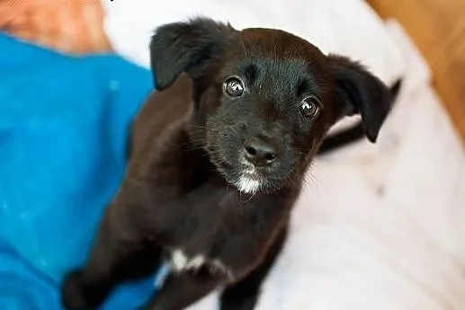 2-miesięczne maluchy do adopcji,  mazowieckie Wars