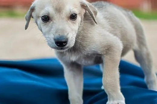 2-miesięczne maluchy do adopcji,  mazowieckie Wars