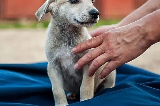 2-miesięczne maluchy do adopcji,  mazowieckie Wars