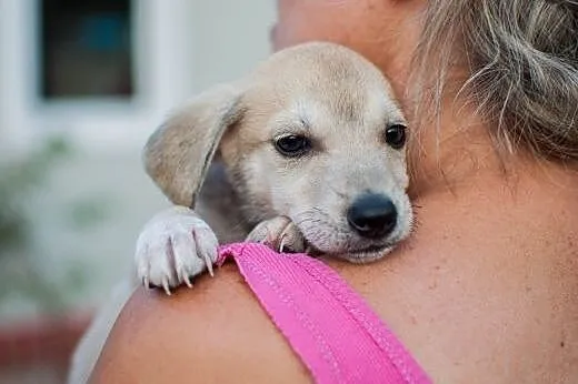 2-miesięczne maluchy do adopcji,  mazowieckie Wars